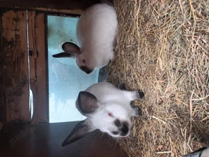 Iepuri rasa californian - imagine 5