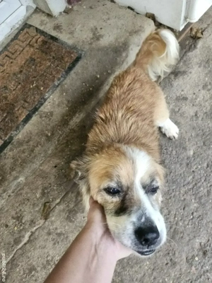    Ofer spre adopție un cățel metis Pekinez   Cavalier King Charles!    - imagine 2