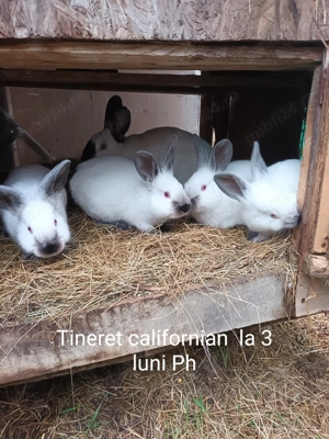 Iepuri rasa californian - imagine 5