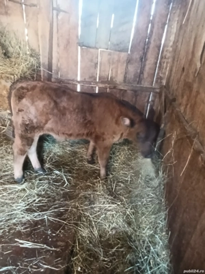 vand vaca cu vitel  - imagine 4