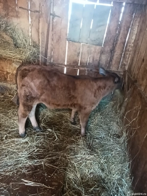 vand vaca cu vitel  - imagine 2