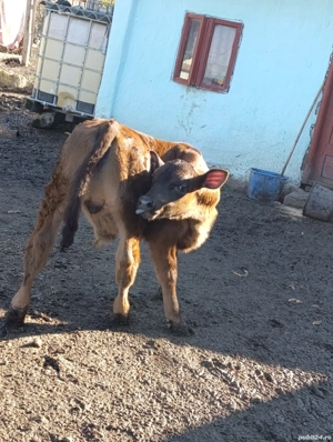 vand vaca cu vitel  - imagine 3