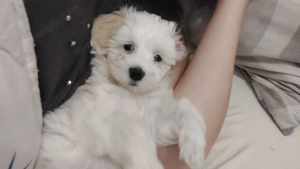 Vand bichon mini toy maltez 2 luni