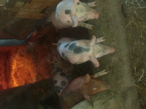 Vand purcei 10 saptamani