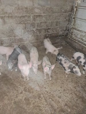 Vand purcei  de 7 săptămâni  - imagine 3