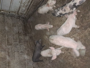 Vand purcei  de 7 săptămâni  - imagine 2