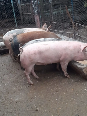 Porci de vânzare  - imagine 2