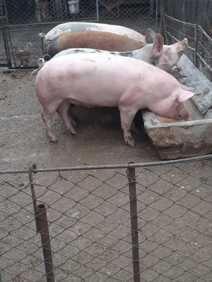 Porci de vânzare  - imagine 4
