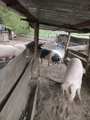 Porci de vânzare 
