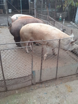 Porci de vânzare  - imagine 3