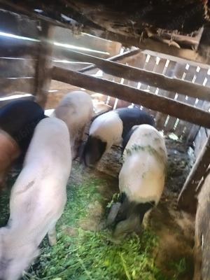 Porci de vânzare  - imagine 4