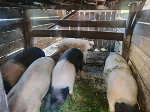 Porci de vânzare  - imagine 3