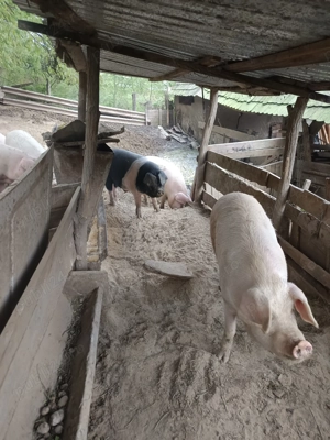 Porci de vânzare  - imagine 2