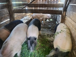 Porci de vânzare  - imagine 5