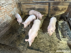 Vand purcei Pietran Belgian