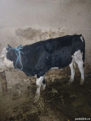 Animale porci - imagine 5