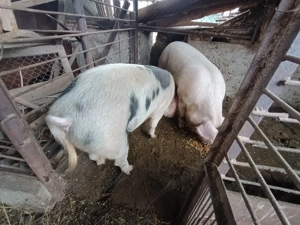 Vand porci 100-180kg - imagine 3