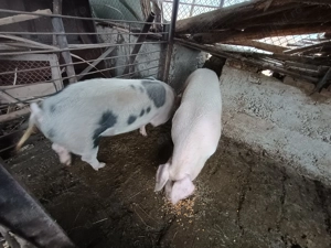 Vand porci 100-180kg - imagine 2