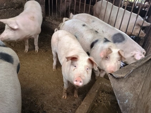 Vand porci 100-180kg - imagine 4