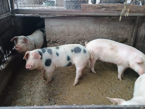 Vand porci 100-180kg