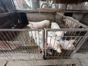 Vand porci 100-180kg - imagine 5