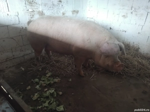 de vanzare un porc de carne la 330 kg 