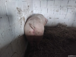 de vanzare un porc de carne la 10 kg 