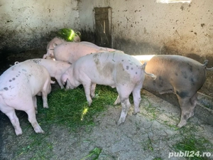 De vazare soldani cu greutatea intre 35 si 60 gilograne,crescuti doar cu cereale,foarte mancaciosi - imagine 3