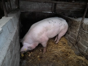 Vand porci pentru sacrificare. - imagine 3