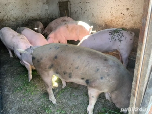 De vazare soldani cu greutatea intre 35 si 60 gilograne,crescuti doar cu cereale,foarte mancaciosi - imagine 4