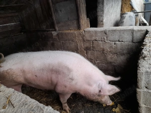 Vand porci pentru sacrificare.