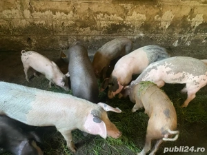 De vazare soldani cu greutatea intre 35 si 60 gilograne,crescuti doar cu cereale,foarte mancaciosi - imagine 2