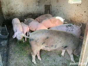 De vazare soldani cu greutatea intre 35 si 60 gilograne,crescuti doar cu cereale,foarte mancaciosi - imagine 5