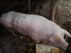 Vand purcea pentru sacrificare