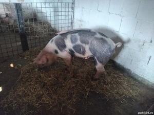 porc de carne la 130kg 