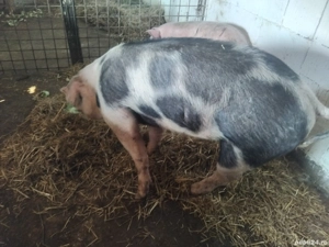 porc de carne la 130kg  - imagine 2