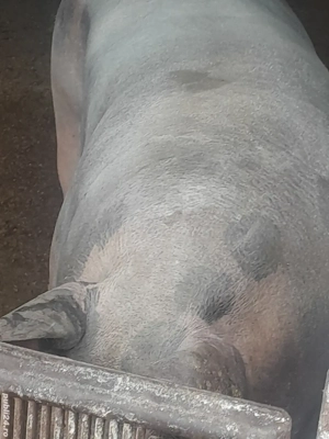 porci 360 380 kg  - imagine 3