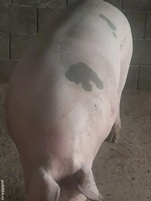 porci 360 380 kg 