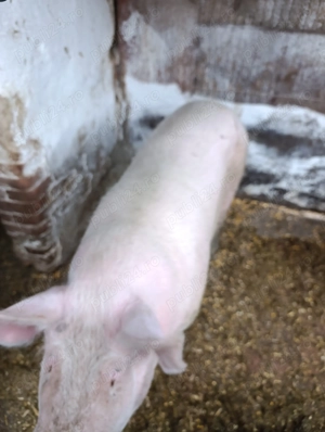 Porci de vânzare  - imagine 2