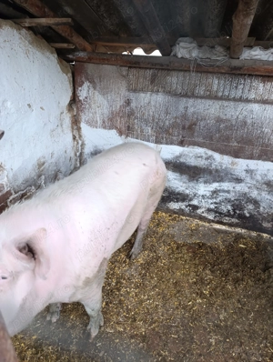 Porci de vânzare  - imagine 3