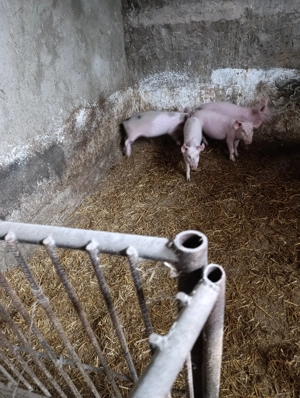 Porci de vânzare  - imagine 5