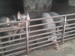 vand porci pietran si landras intre 100 si 160 kg  - imagine 2