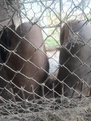 Vînd porci duroc de carne crescuți naturale 