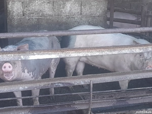vand porci pietran si landras intre 100 si 160 kg  - imagine 4