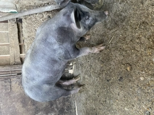 Vand grăsuni pietran - imagine 2