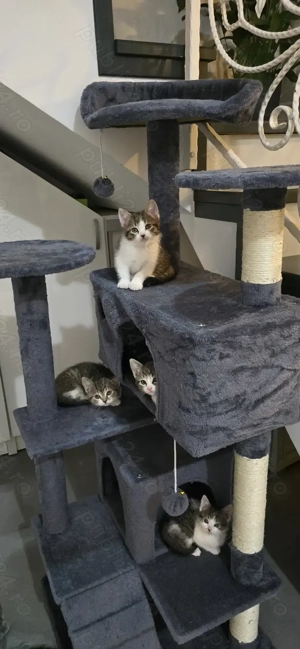 Vând pisică British Shorthair - imagine 3