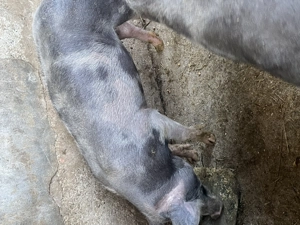 Vand grăsuni pietran - imagine 3