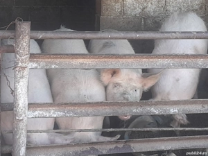 vand porci pietran si landras intre 100 si 160 kg  - imagine 3