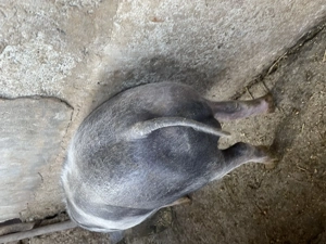 Vand grăsuni pietran