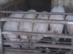 vand porci pietran si landras intre 100 si 160 kg  - imagine 5